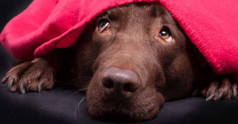 12 Warning Signs Of Canine Dementia Every Dog Owner Should Know