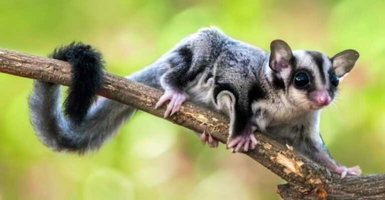 12 Weird And Wonderful Animals You’ll Only Find In Australia