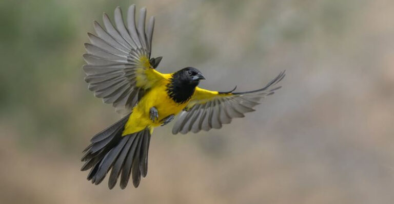 12 Yellow And Black Birds That Are Nature’s Masterpieces