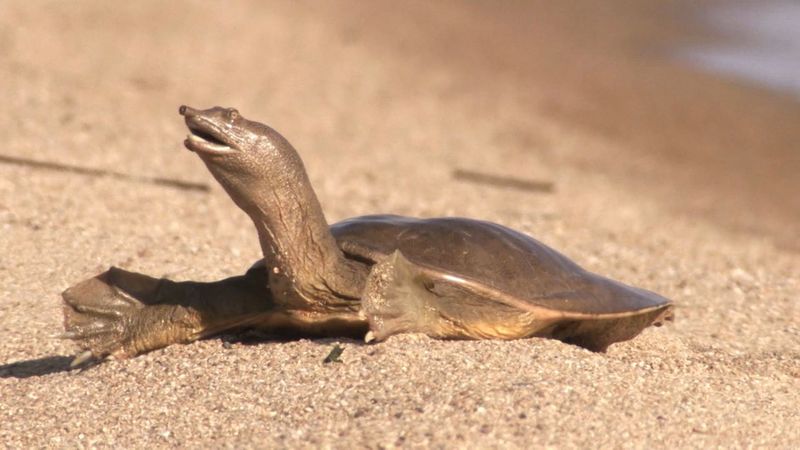 12. Chinese Softshell Turtle