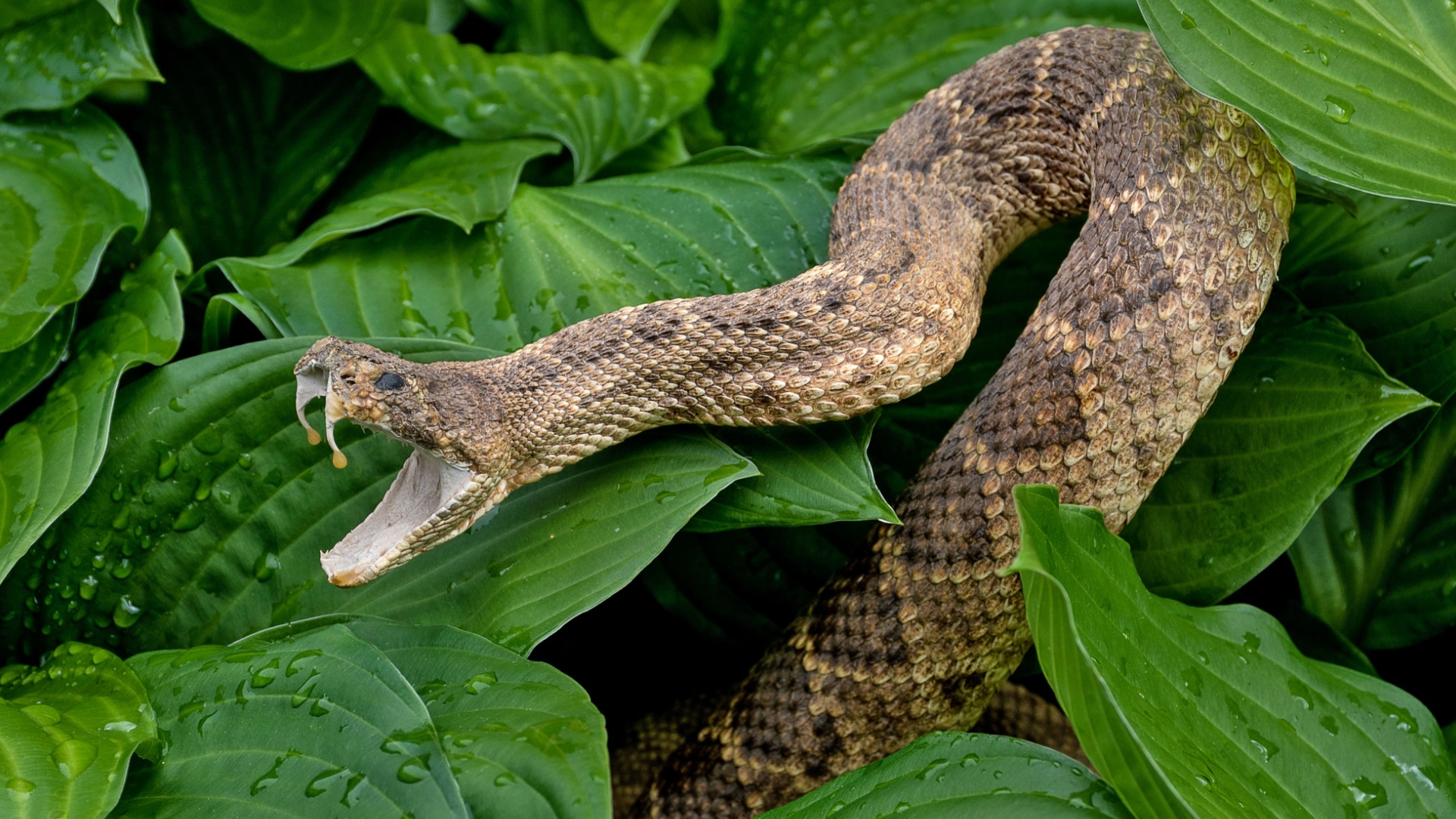 13 Animals Immune To Rattlesnake Venom