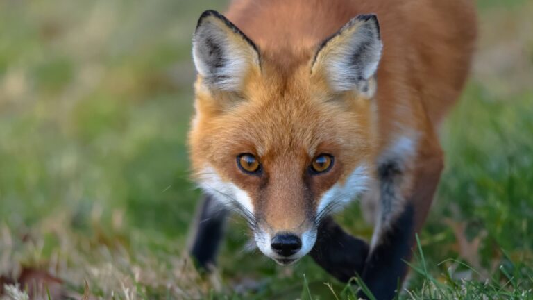13 Animals So Fearless, Even Rattlesnakes Keep Their Distance