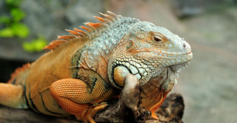 13 Animals With Extra Eyes And The Amazing Ways They See The World