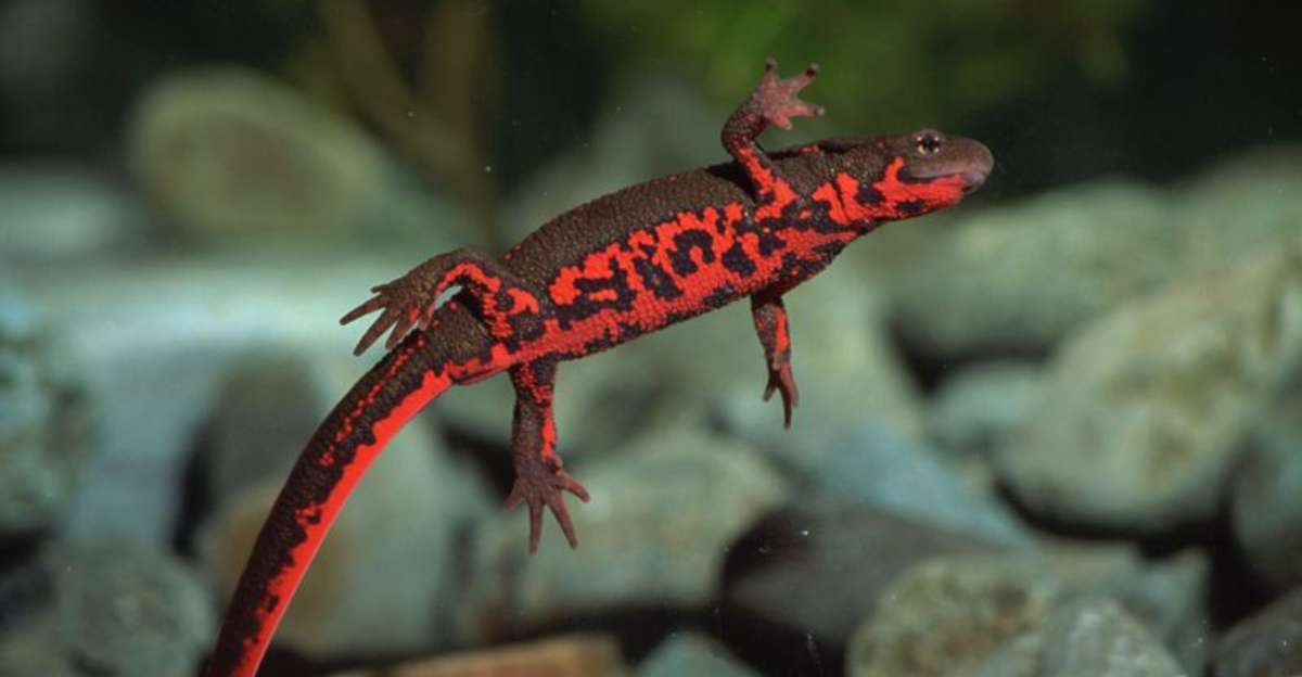 13 Best Aquarium Pets (Other Than Fish)