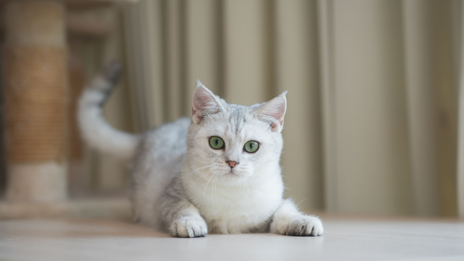 13 Cat Breeds That Rarely Meow