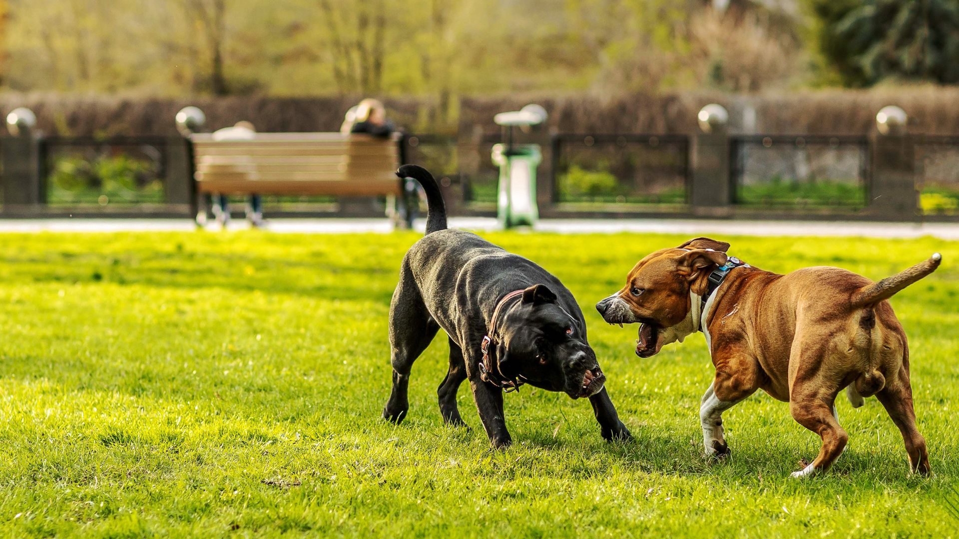 13 Effective Ways To Stop Your Dog From Fighting