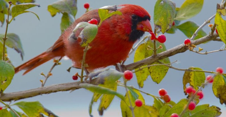 13 Expert Tips For Attracting Cardinals To Your Garden