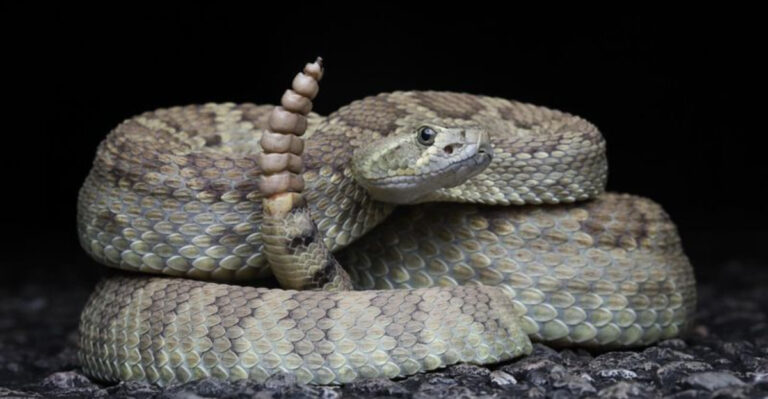 13 Facts About The Massive Mojave Rattlesnake