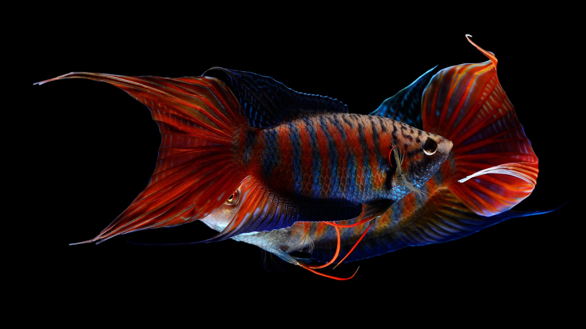 13 Fish That Can Live Without A Heater