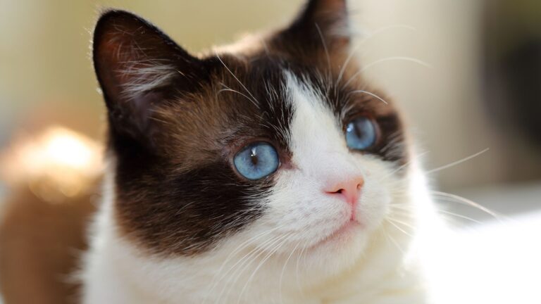 13 Gorgeous Snowshoe Cat Colors And Patterns You'll Adore