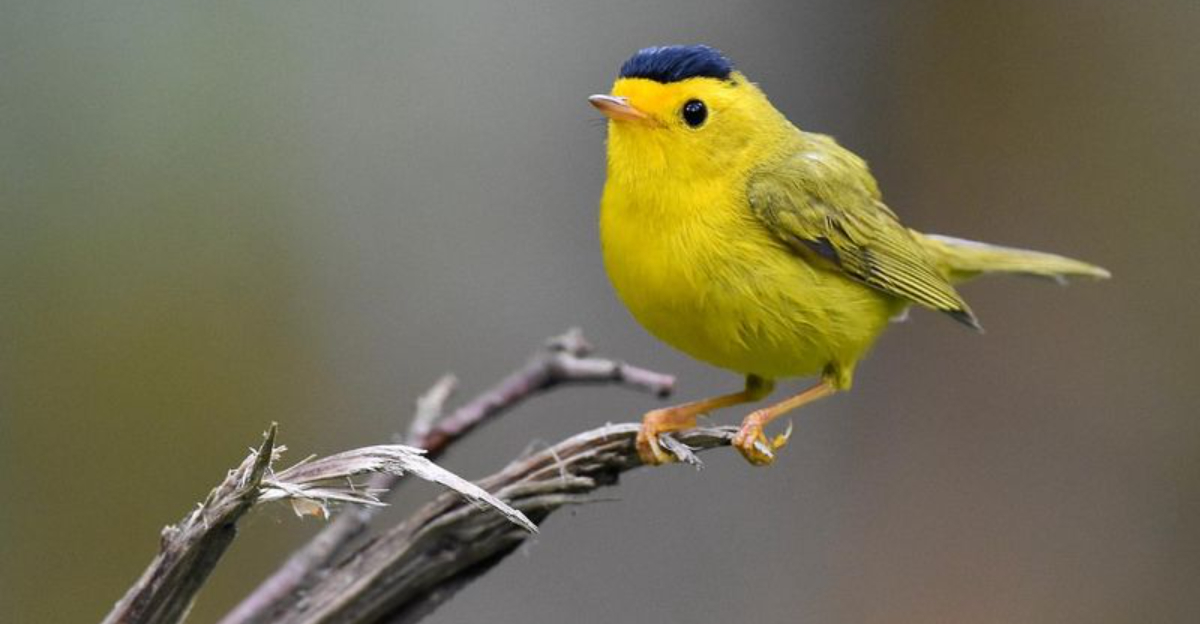 13 Gorgeous Yellow Birds From Across The Globe