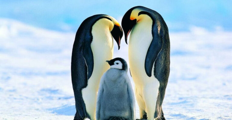 13 Incredible Animals That Will Do Anything To Stay Alive