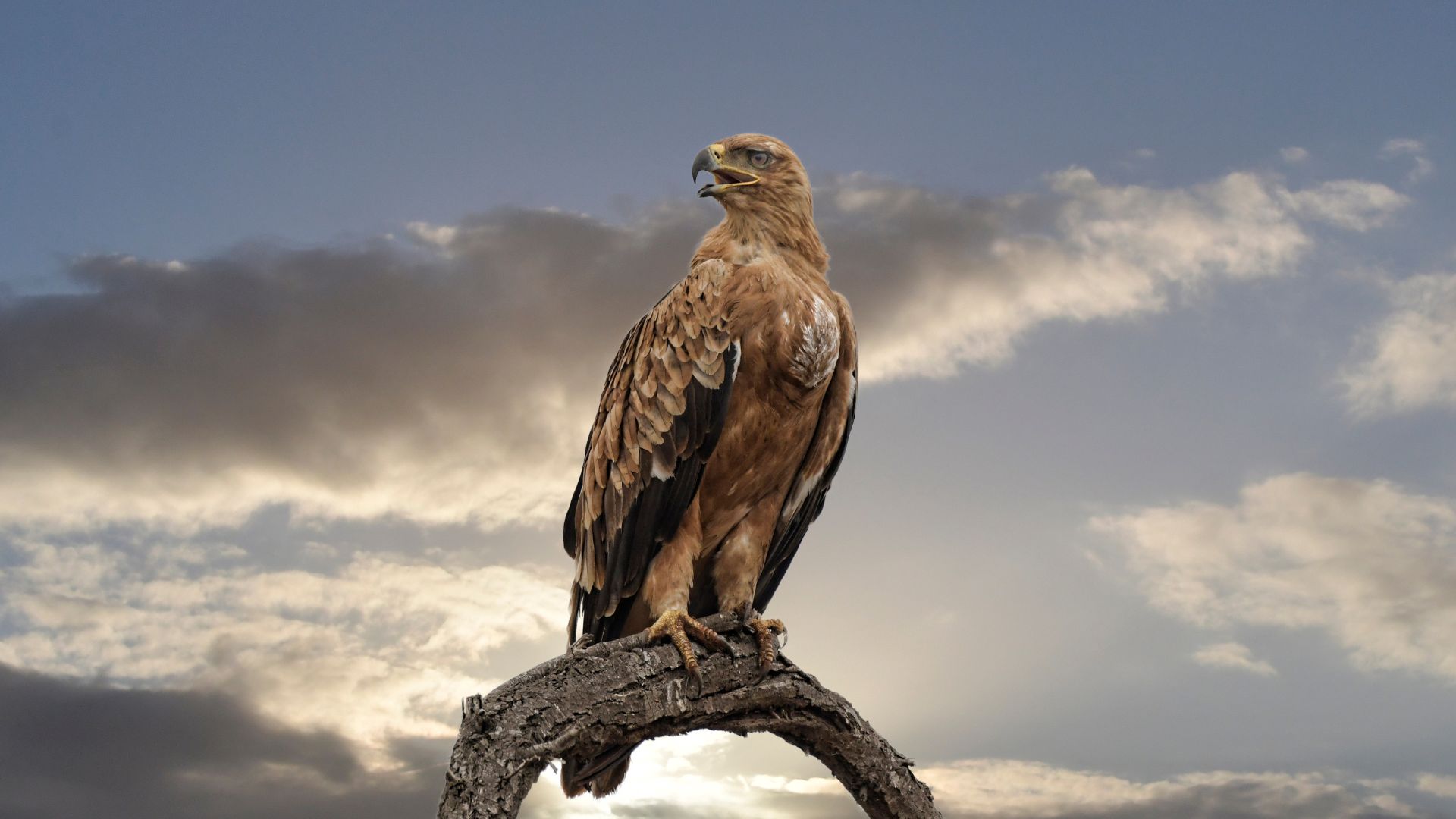 13 Majestic Birds Of Prey That Flourish In Mountainous Regions