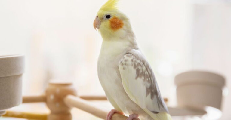 13 Perfect Pet Birds For Small Spaces