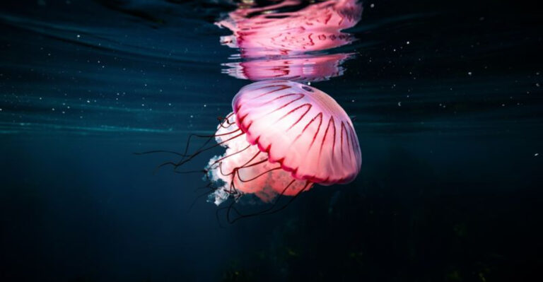 13 Photos That Capture The Exotic Undersea Lives Of Jellyfish