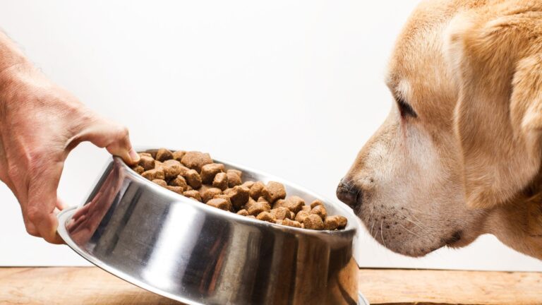 13 Possible Reasons Your Dog Is Skipping Meals And What To Do About It