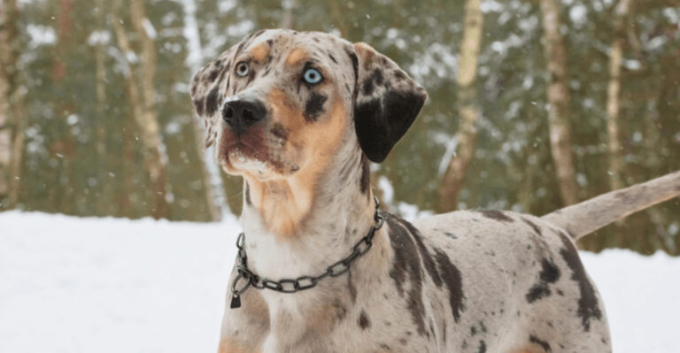 13 Rare Working Dog Breeds And Their Unusual Jobs