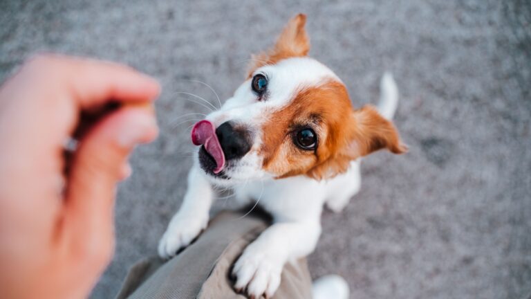 13 Reasons Why Random Dogs Like You