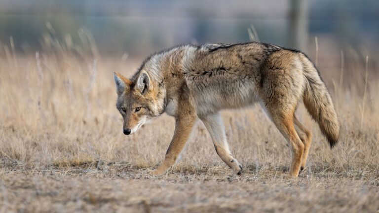 13 Scents That Attract Coyotes To Your Yard