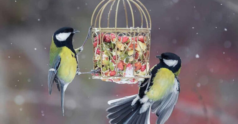 13 Simple Ways To Protect Birds From Cold Weather