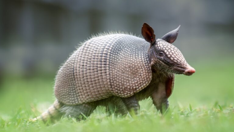 13 Smells That Armadillos Absolutely Hate