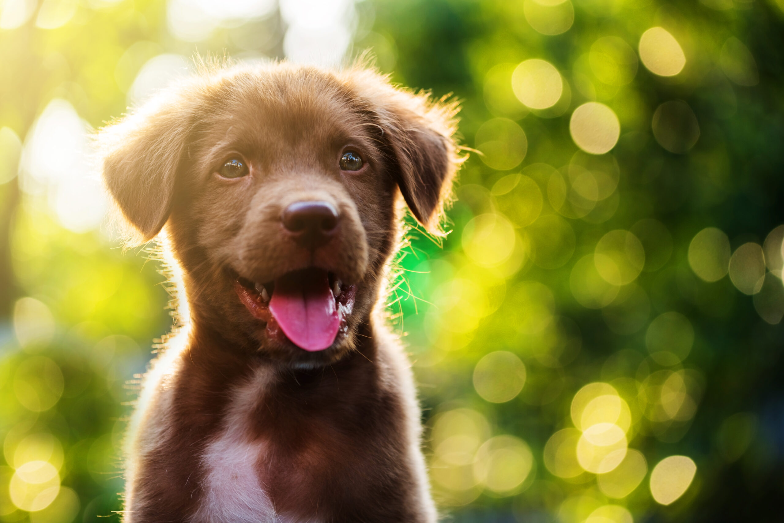 13 Soul-Stirring Quotes About Dogs That Will Pull At Your Heart Strings