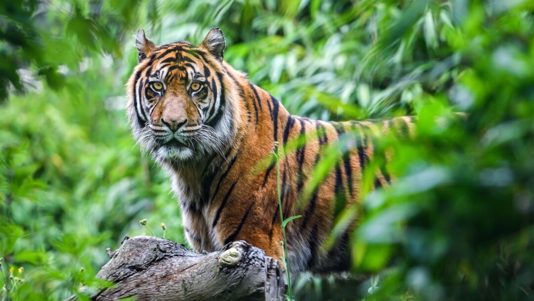 13 Strongest Animals On Earth And Where You Can Find Them