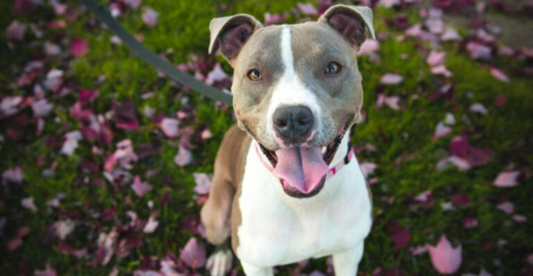 13 Ways To Identify Purebred American Pitbulls