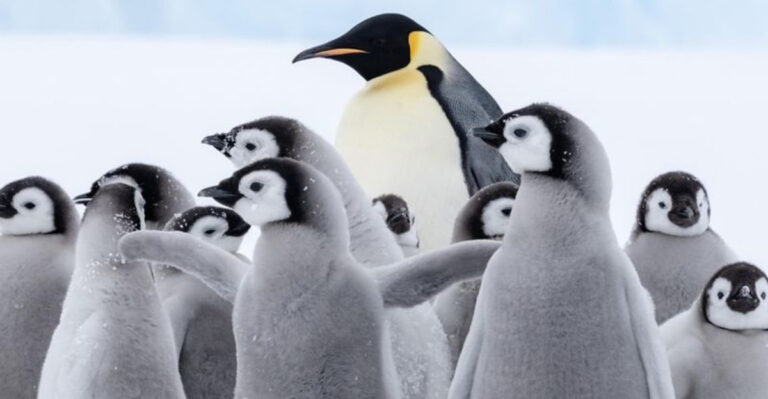 13 Animals That Play A Vital Role In Protecting Our Planet