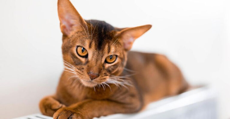 13 Cat Breeds With The Longest Lifespans
