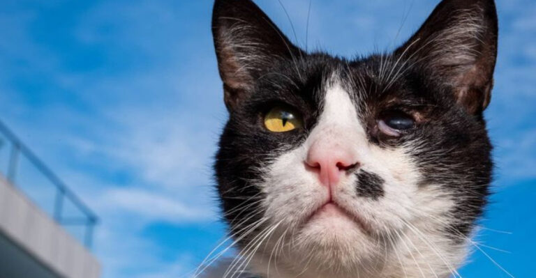 13 Common Cat Eye Issues And How To Spot Them Early