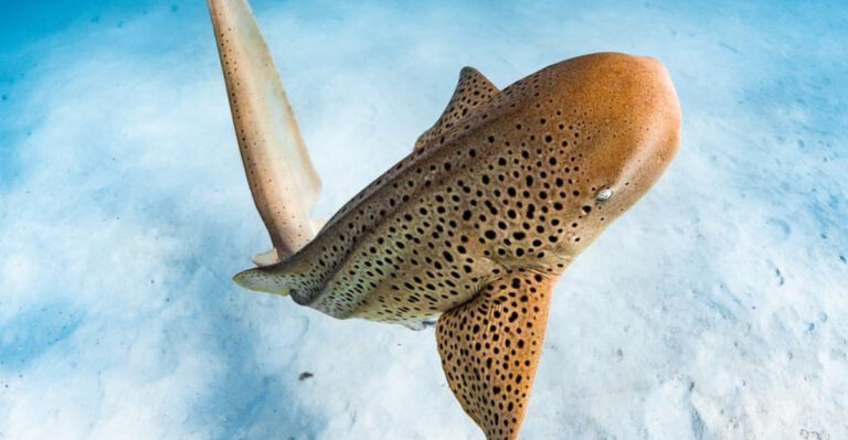 13 Sharks Lurking In San Francisco Bay That Might Give You Goosebumps