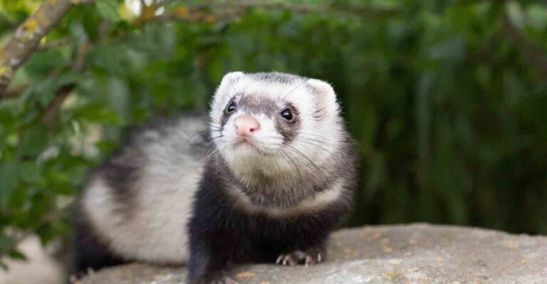 14 Amazing Ferret Facts That Will Surprise You