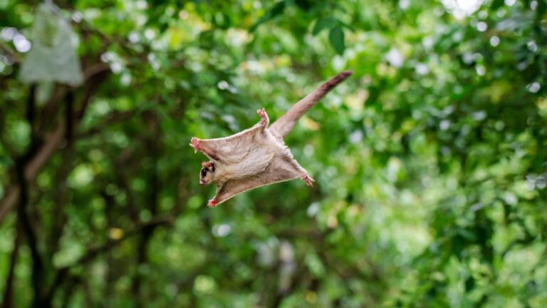 14 Animals That Can Fly Without Wings