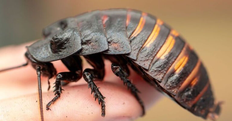 14 Animals That Exist Thanks To Evolutionary Isolation