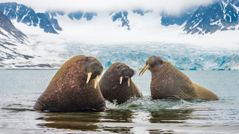 14 Animals With The Toughest Skin And How It Helps Them Survive