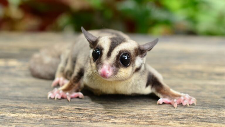 14 Animals You Can Take From The Wild And Keep As Pets In The U.S.