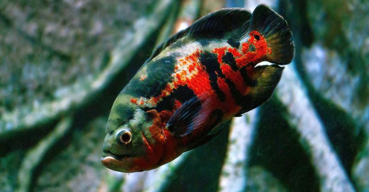 14 Aquarium Fish That Aren’t As Friendly As They Look