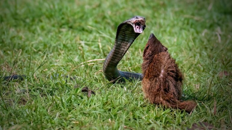 14 Brave Animals Proven To Have No Fear Of Predators