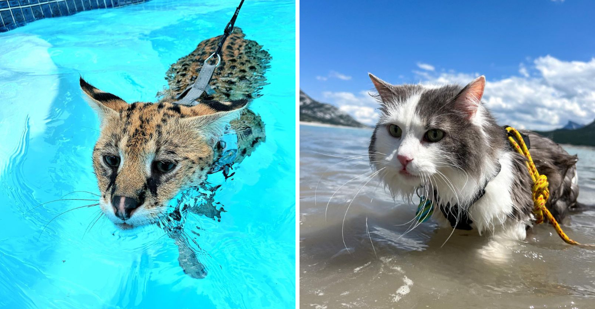 14 Cat Breeds That Actually Love Water