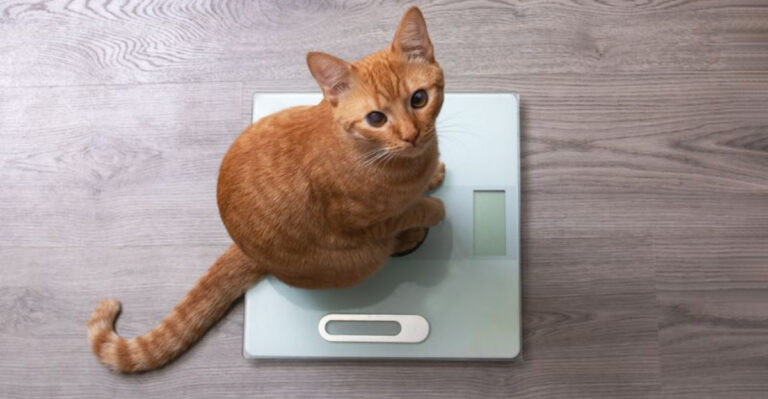 14 Clues Your Pet’s Weight Might Be A Problem - And What To Do About It