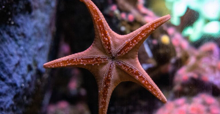 14 Creatures That Can Regenerate Entire Nervous Systems