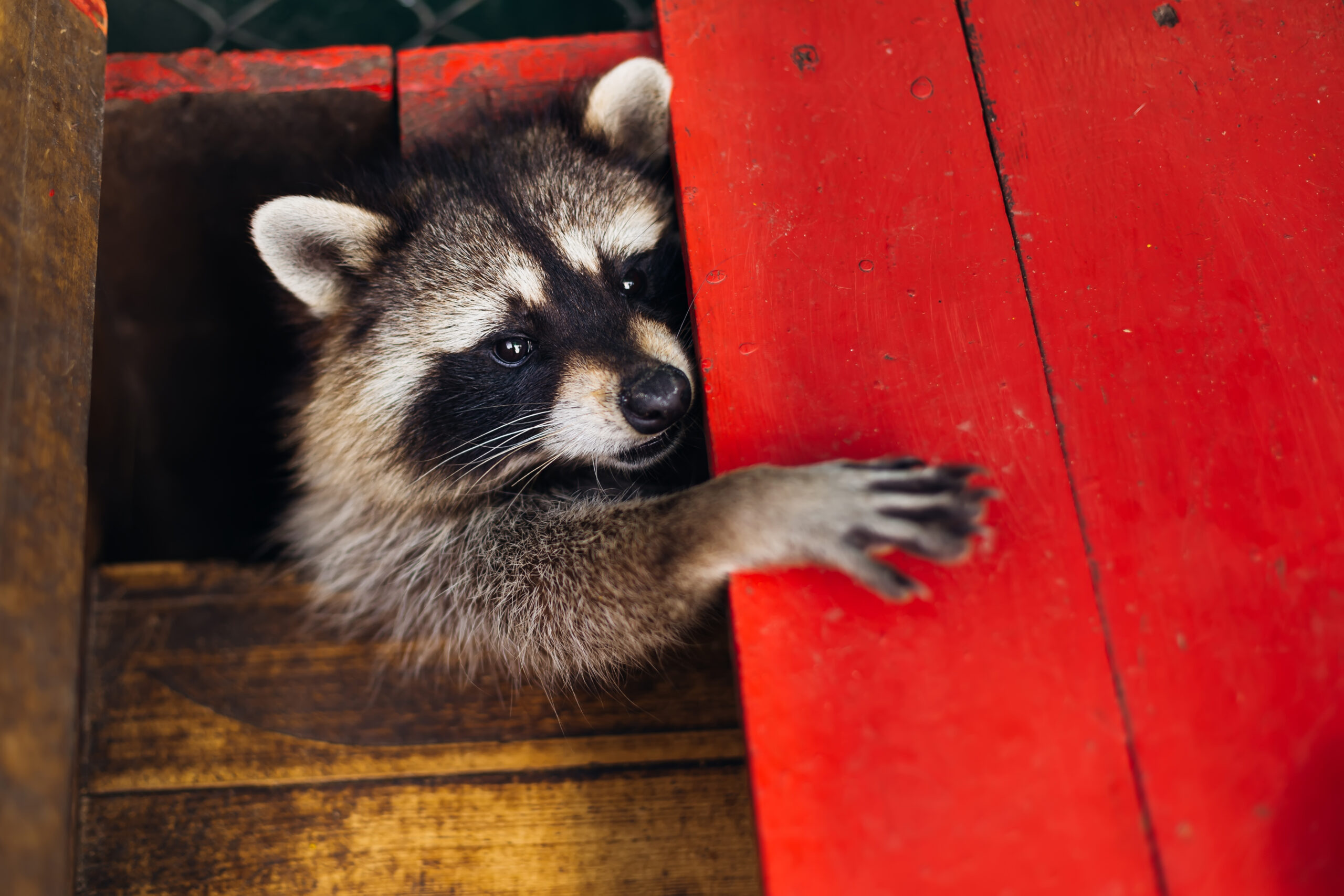 14 Dangerous Predators Raccoons Outsmart Every Day