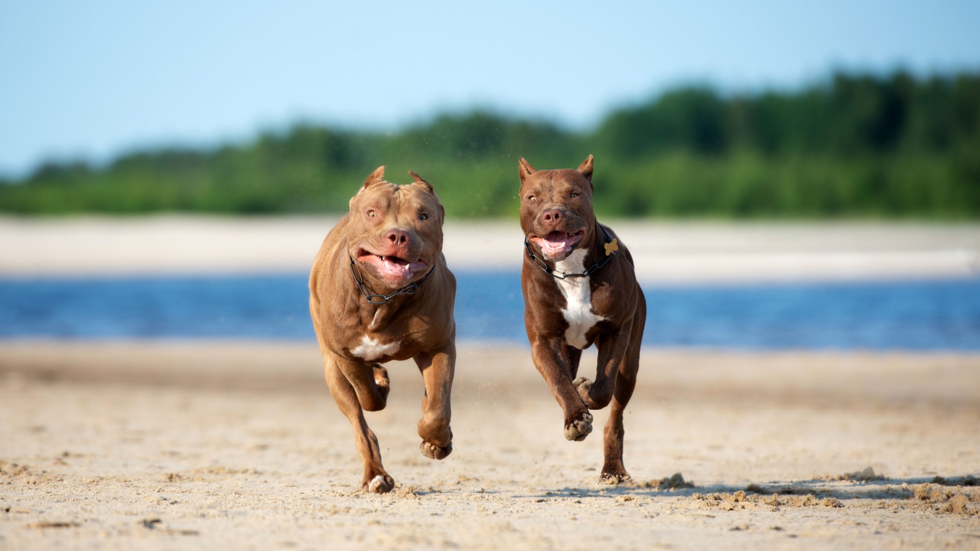 14 Dog Breeds Similar To Pit Bulls