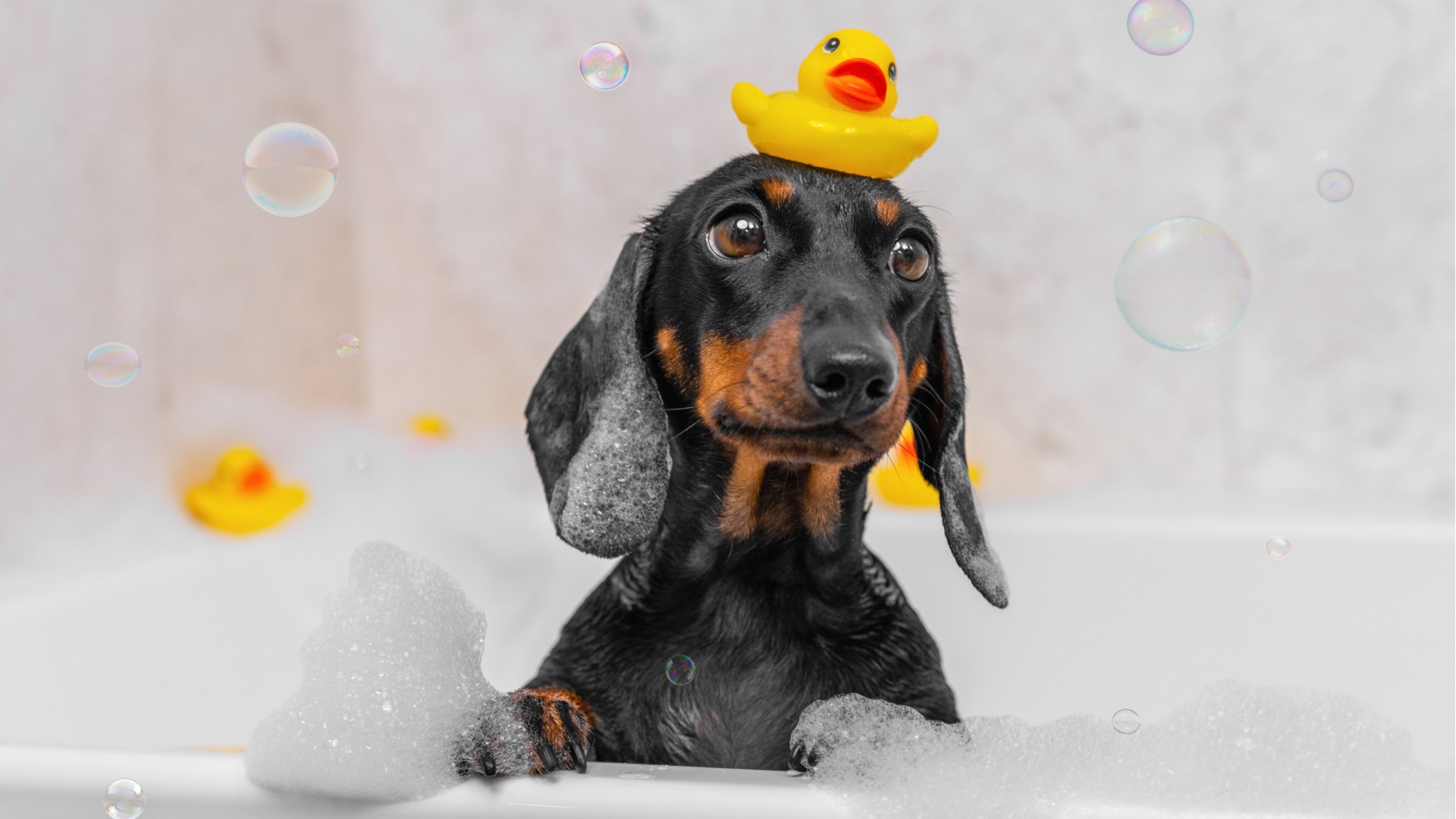 14 Dog Breeds That Need The Least Frequent Bathing