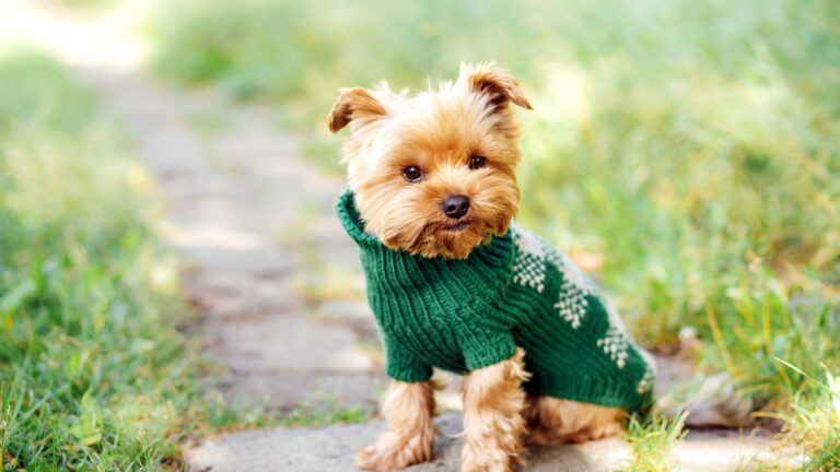 14 Dog Breeds That Should Never Be Exposed To Cold