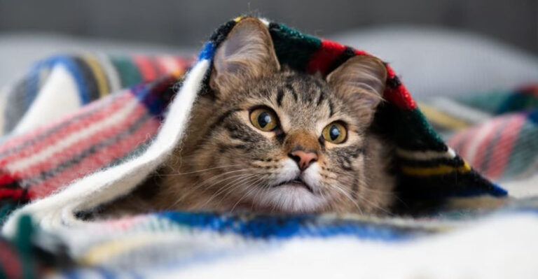 14 Easy Ways To Help Your Cat Feel Comfortable Indoors