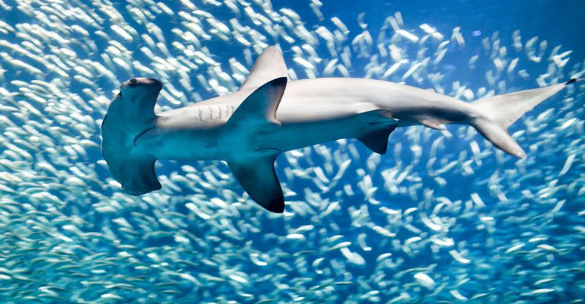 14 Facts About Hammerhead Sharks