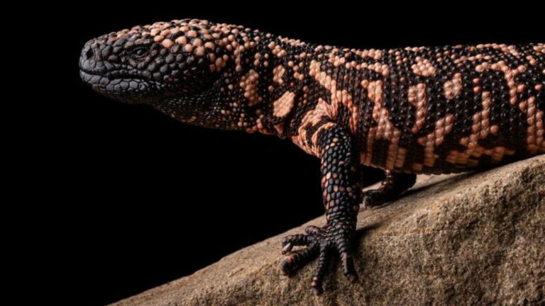 14 Facts About North America’s Most Unique Reptile