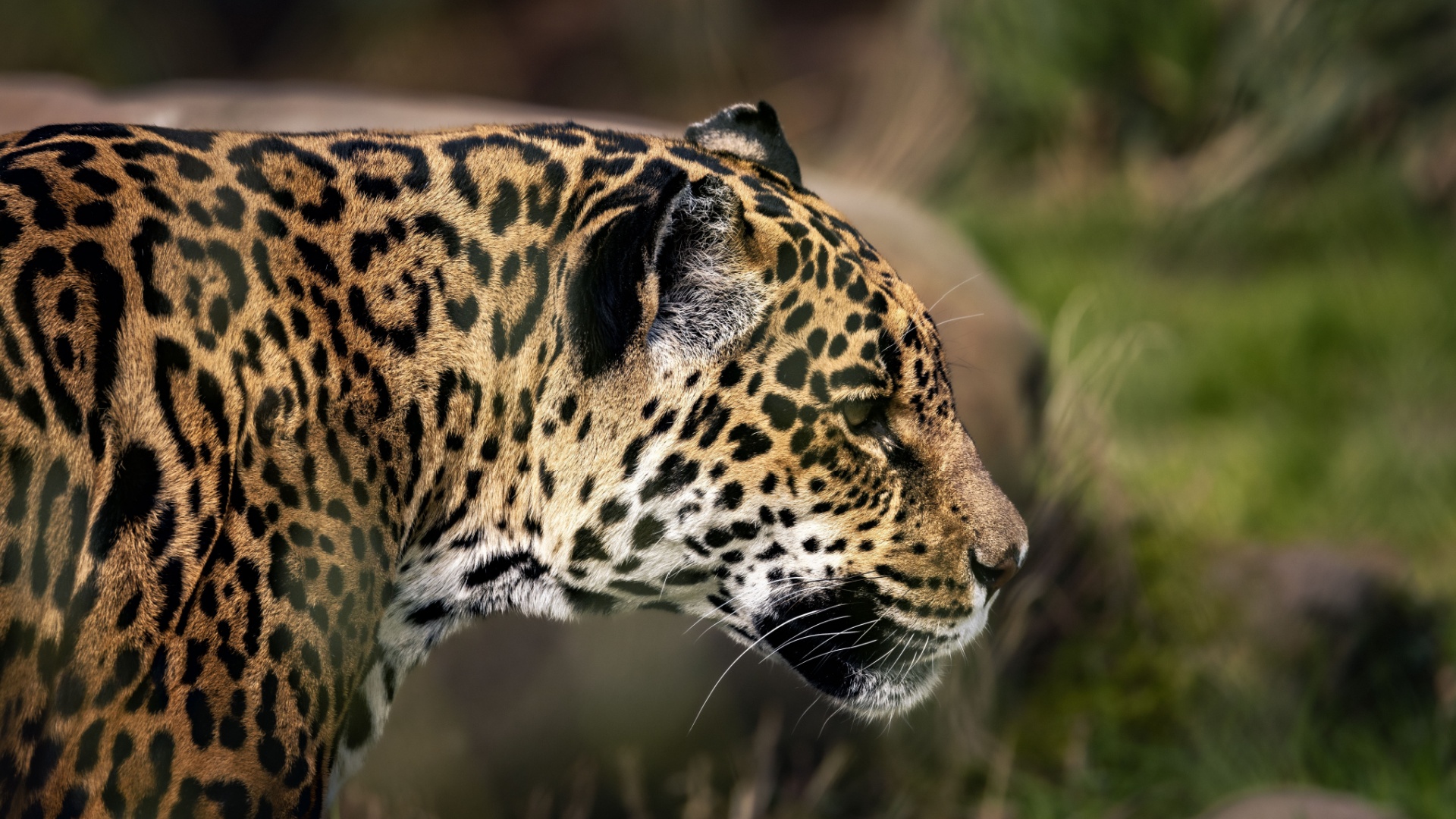 14 Fierce Facts About Jaguars